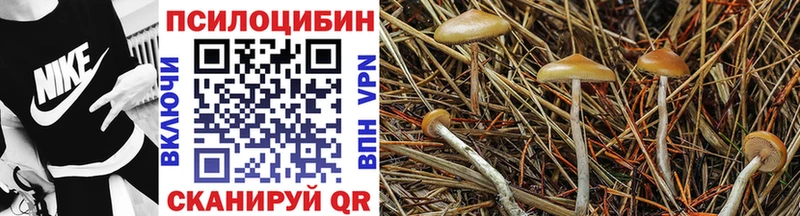 Купить где  Сясьстрой  Псилоцибиновые грибы GOLDEN TEACHER 